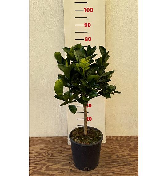 Citrus unshiu Satsuma Ø20 Na steblu 30 cm