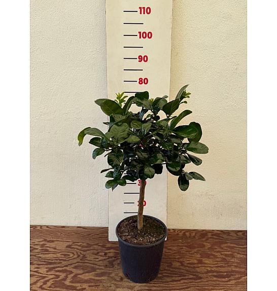 Citrus limon x citrus paradisi Lipo Ø20 Na steblu 30 cm