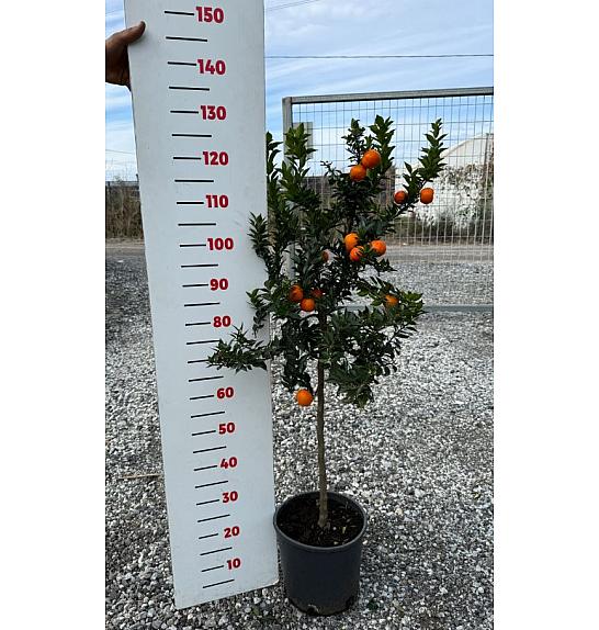 Citrus myrtifolia Chinotto Ø24 Na steblu 50 cm