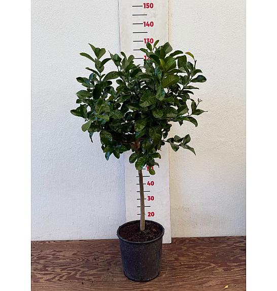 Citrus medica Cedro Ø24 Na steblu 50 cm