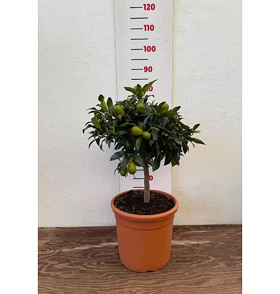 Citrus sinensis Kumquat Ø28 Na steblu 30 cm