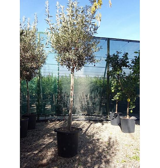 Olea europea Ø35 145-165 cm; Na steblu 100 cm