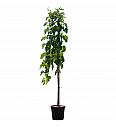 Morus alba Pendula C10 Lit. Na stabljici 120 cm, 1 godina