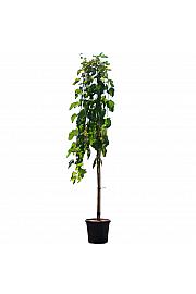 Morus alba Pendula C10 Lit. Na stabljici 120 cm, 1 godina