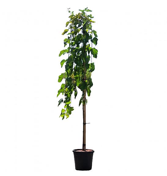 Morus alba Pendula C10 Lit. Na stabljici 120 cm, 1 godina