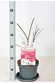 Acer palmatum Beni Maiko C3 Lit. 30-40 cm