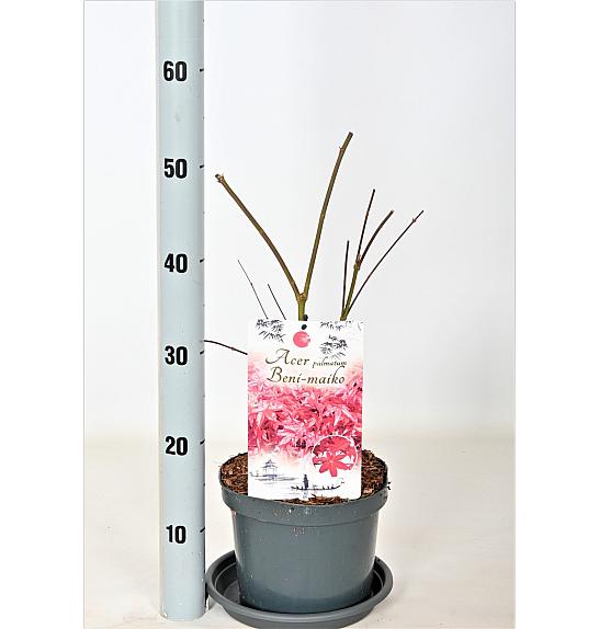 Acer palmatum Beni Maiko C3 Lit. 30-40 cm