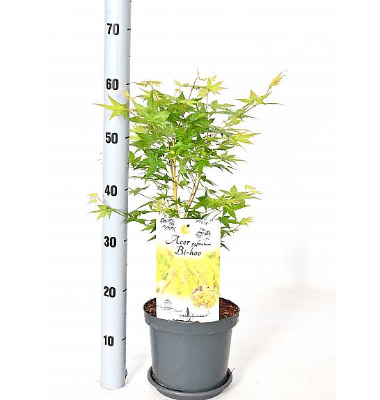 Acer palmatum Bi-Hoo C3 Lit. 30-40 cm