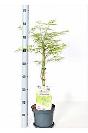 Acer palmatum Dissectum C3 Lit. 30-40 cm PL