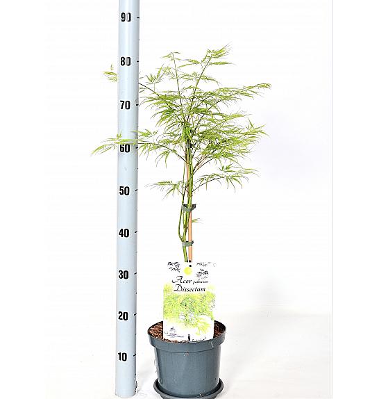Acer palmatum Dissectum C3 Lit. 30-40 cm PL