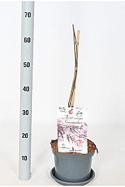 Acer palmatum Vatrogasna puhalica C3 Lit. 30-40 cm