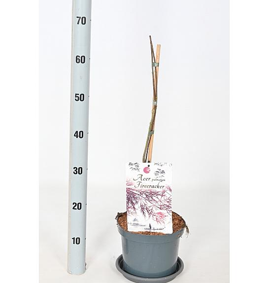 Acer palmatum Vatrogasna puhalica C3 Lit. 30-40 cm