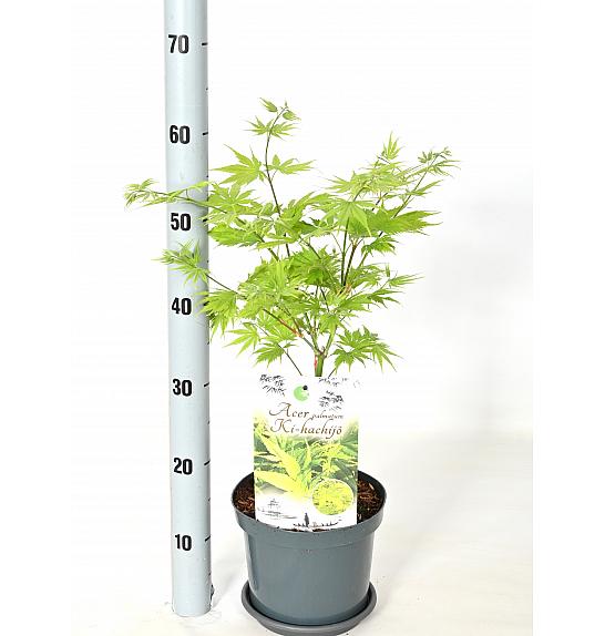 Acer palmatum Ki Hachijo C3 Lit. 30-40 cm