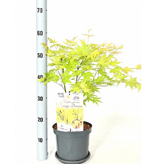 Acer palmatum Orange Dream C3 Lit. 30-40 cm