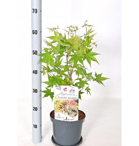 Acer palmatum Oridono Nishiki C3 Lit. 30-40 cm