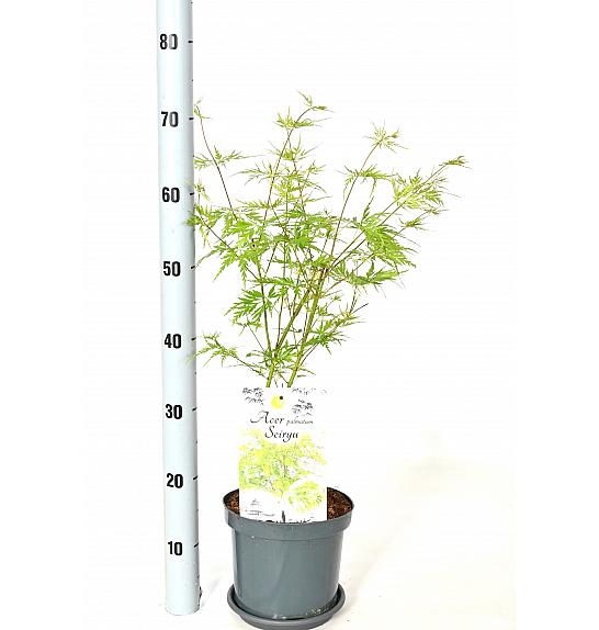 Acer palmatum Seiryu C3 Lit. 30-40 cm