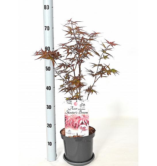 Acer palmatum Skeeter's Broom C3 Lit. 30-40 cm