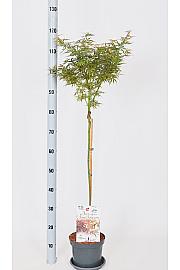 Acer palmatum Jerre Schwartz C3 Lit. Na stabljici 60 cm