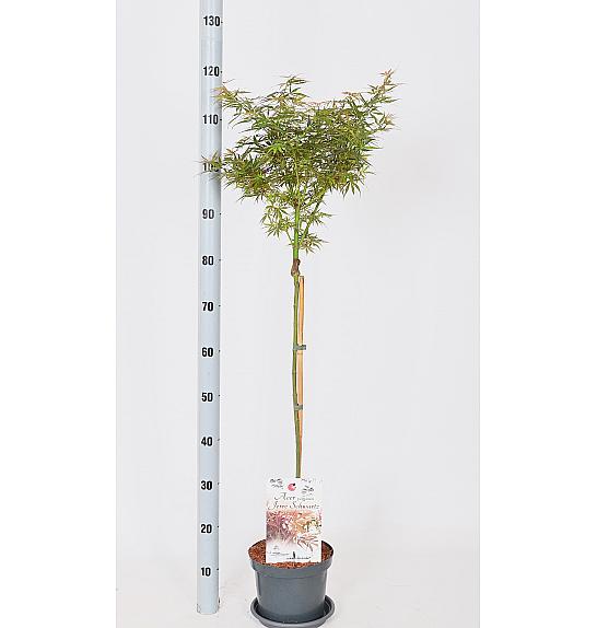 Acer palmatum Jerre Schwartz C3 Lit. Na stabljici 60 cm