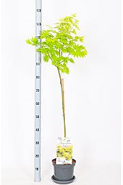 Acer shirasawanum Jordan C3 Lit. Na stabljici 60 cm