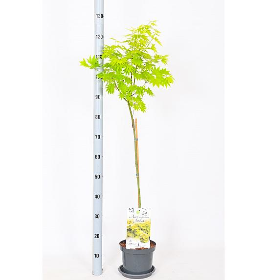Acer shirasawanum Jordan C3 Lit. Na stabljici 60 cm