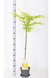 Acer palmatum Orange Dream C3 Lit. Na stabljici 60 cm