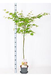 Acer palmatum Oridono Nishiki C3 Lit. Na stabljici 60 cm