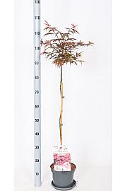 Acer palmatum Shaina C3 Lit. Na stabljici 60 cm