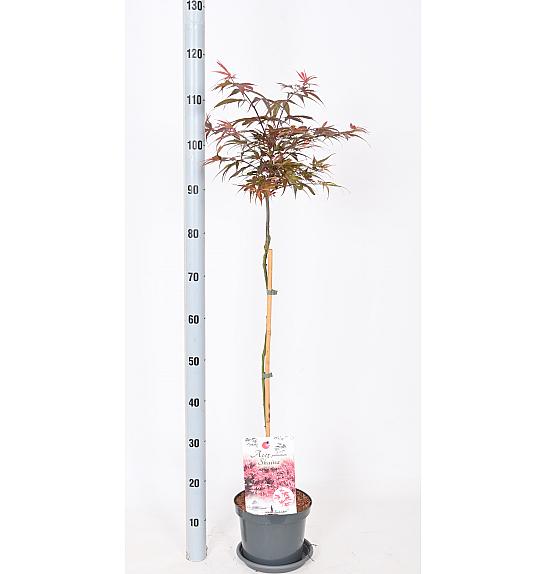 Acer palmatum Shaina C3 Lit. Na stabljici 60 cm
