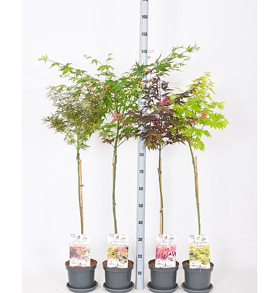 Acer palmatum MIX C3 Lit. Na stabljici 60 cm