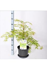 Acer palmatum Dissectum C5 Lit. 40-50 cm