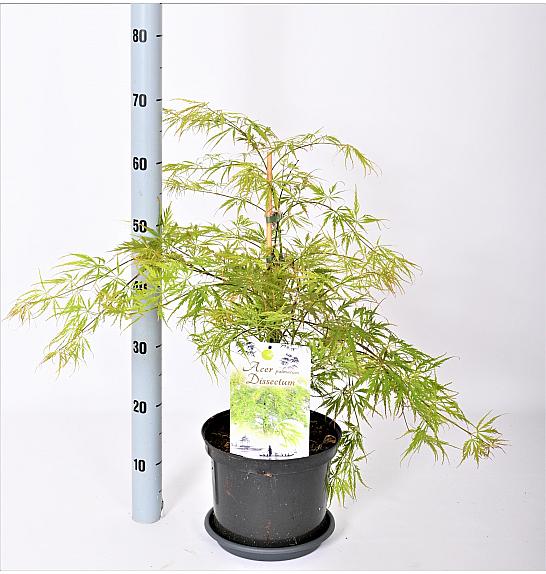 Acer palmatum Dissectum C5 Lit. 40-50 cm
