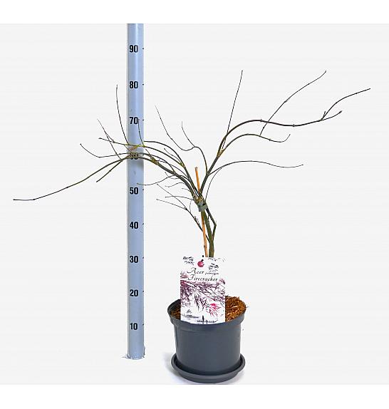 Acer palmatum Vatrogasna puhalica C5 Lit. 40-50 cm