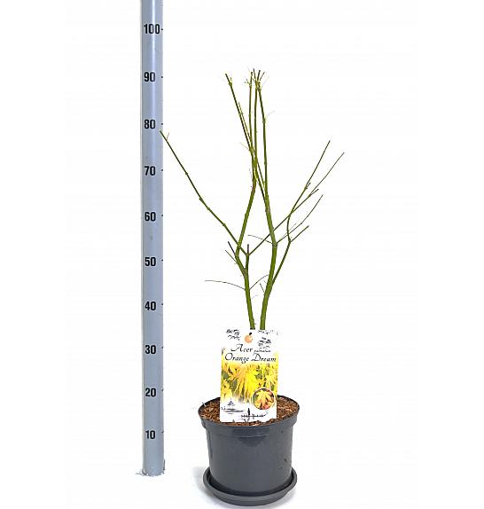 Acer palmatum Orange Dream C5 Lit. 40-50 cm