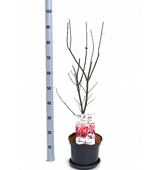 Acer palmatum Skeeterova metla C5 Lit. 40-50 cm