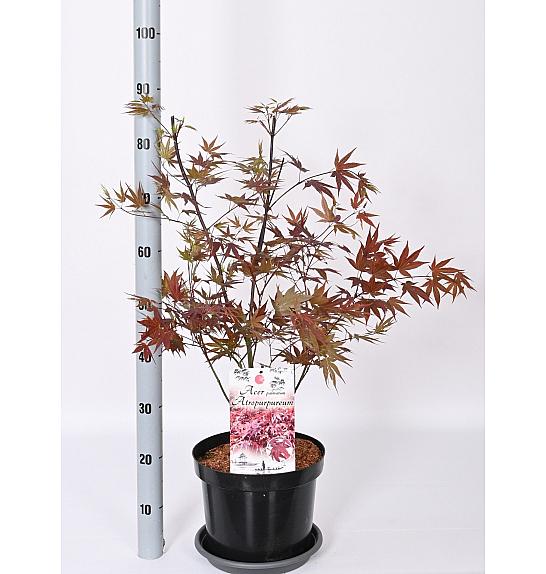 Acer palmatum Atropurpureum C7,5 Lit. 50-60 cm