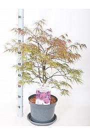 Acer palmatum granat C7,5 Lit. 50-60 cm
