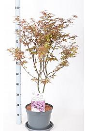 Acer palmatum Twombly crveni čuvar C7,5 Lit. 50-60 cm