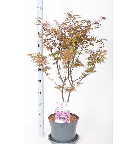 Acer palmatum Twombly crveni čuvar C7,5 Lit. 50-60 cm