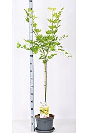 Acer shirasawanum Jordan C7,5 Lit. Na stabljici 80 cm