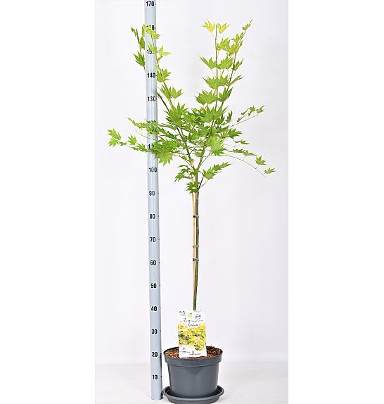 Acer shirasawanum Jordan C7,5 Lit. Na stabljici 80 cm