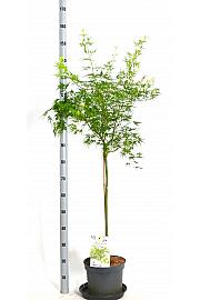 Acer palmatum Seiryu C7,5 Lit. Na stabljici 80 cm