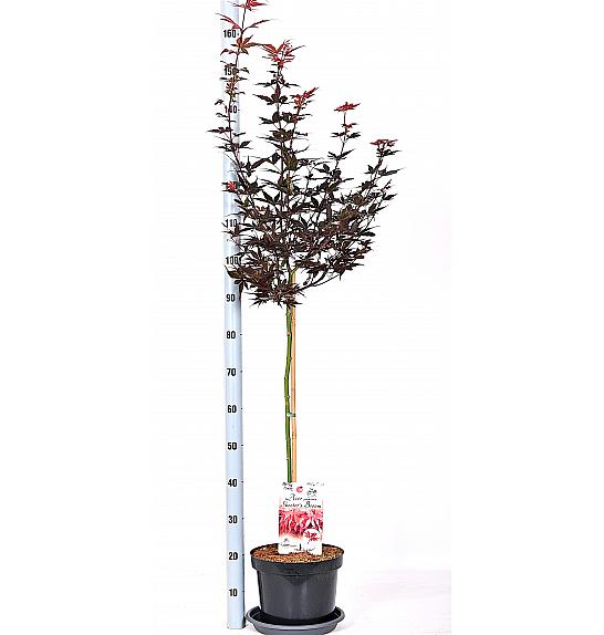 Acer palmatum Skeeterova metla C7,5 lit. Na stabljici 80 cm
