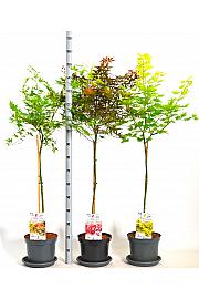 Acer palmatum MIX C7,5 Lit. Na stabljici 80 cm