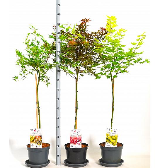 Acer palmatum MIX C7,5 Lit. Na stabljici 80 cm