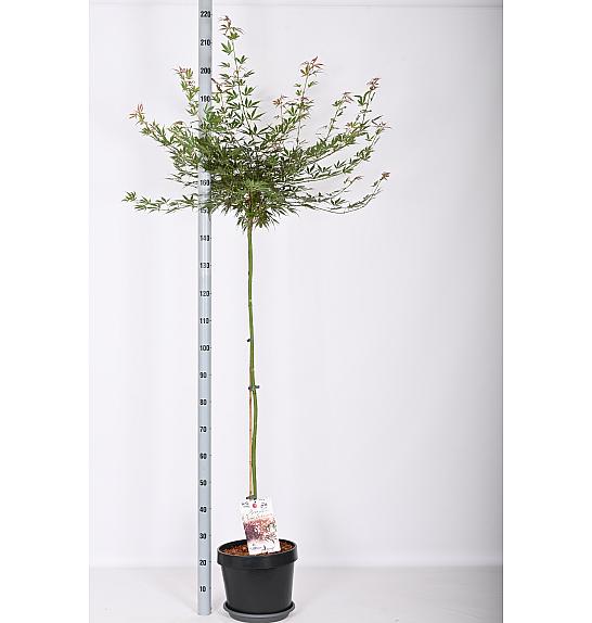 Acer palmatum Jerre Schwartz C12 Lit. Na stabljici 120 cm