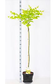 Acer shirasawanum Jordan C12 Lit. Na stabljici 120 cm
