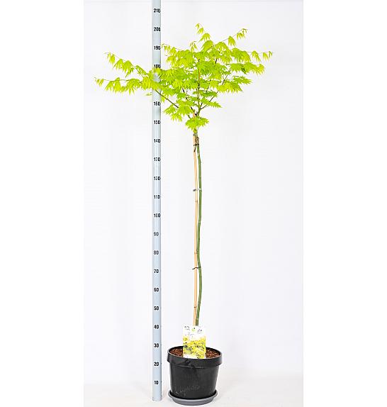 Acer shirasawanum Jordan C12 Lit. Na stabljici 120 cm