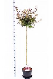 Acer palmatum Shaina C12 Lit. Na stabljici 120 cm