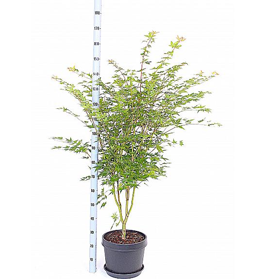 Acer palmatum Bi-Hoo C15 Lit. 60-80 cm